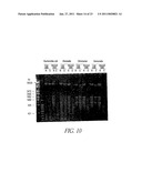 METHOD FOR DETECTION OF MICROORGANISM AND KIT FOR DETECTION OF MICROORGANISM diagram and image