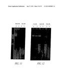 METHOD FOR DETECTION OF MICROORGANISM AND KIT FOR DETECTION OF MICROORGANISM diagram and image