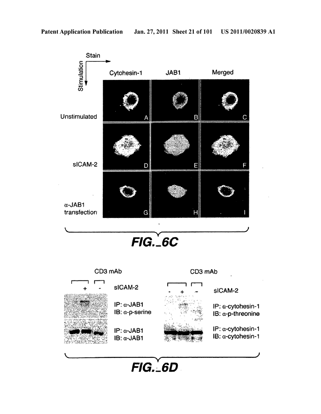 METHODS AND COMPOSITIONS FOR DETECTING THE ACTIVATION STATE OF MULTIPLE PROTEINS IN SINGLE CELLS - diagram, schematic, and image 22