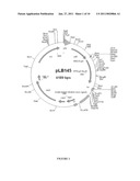 Promoter sequence for the expression of recombinant proteins in Lactococcus lactis diagram and image