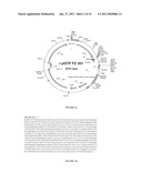 Promoter sequence for the expression of recombinant proteins in Lactococcus lactis diagram and image