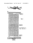 RNA-DEPENDENT DNA POLYMERASE FROM GEOBACILLUS STEAROTHERMOPHILUS diagram and image