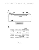 RNA-DEPENDENT DNA POLYMERASE FROM GEOBACILLUS STEAROTHERMOPHILUS diagram and image