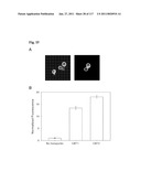 METHODS AND COMPOSITIONS FOR IMPROVING SUGAR TRANSPORT, MIXED SUGAR FERMENTATION, AND PRODUCTION OF BIOFUELS diagram and image