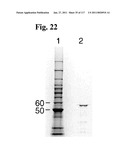 METHODS AND COMPOSITIONS FOR IMPROVING SUGAR TRANSPORT, MIXED SUGAR FERMENTATION, AND PRODUCTION OF BIOFUELS diagram and image