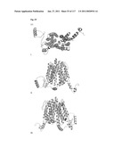 METHODS AND COMPOSITIONS FOR IMPROVING SUGAR TRANSPORT, MIXED SUGAR FERMENTATION, AND PRODUCTION OF BIOFUELS diagram and image