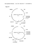 METHODS AND COMPOSITIONS FOR IMPROVING SUGAR TRANSPORT, MIXED SUGAR FERMENTATION, AND PRODUCTION OF BIOFUELS diagram and image