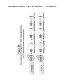 METHODS AND COMPOSITIONS FOR IMPROVING SUGAR TRANSPORT, MIXED SUGAR FERMENTATION, AND PRODUCTION OF BIOFUELS diagram and image