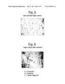 PROCESS FOR THE PRODUCTION OF ALGAL BIOMASS WITH A HIGH LIPID CONTENT diagram and image