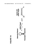 SINGLE CELL BASED REPORTER ASSAY TO MONITOR GENE EXPRESSION PATTERNS WITH HIGH SPATIO-TEMPORAL RESOLUTION diagram and image