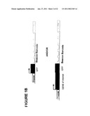 SINGLE CELL BASED REPORTER ASSAY TO MONITOR GENE EXPRESSION PATTERNS WITH HIGH SPATIO-TEMPORAL RESOLUTION diagram and image