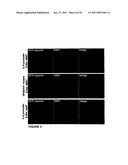 SINGLE CELL BASED REPORTER ASSAY TO MONITOR GENE EXPRESSION PATTERNS WITH HIGH SPATIO-TEMPORAL RESOLUTION diagram and image