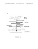 NUCLEIC ACIDS OF PICHIA PASTORIS AND USE THEREOF FOR RECOMBINANT PRODUCTION OF PROTEINS diagram and image