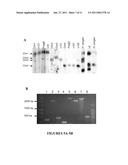 NUCLEIC ACIDS OF PICHIA PASTORIS AND USE THEREOF FOR RECOMBINANT PRODUCTION OF PROTEINS diagram and image