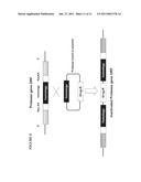 NUCLEIC ACIDS OF PICHIA PASTORIS AND USE THEREOF FOR RECOMBINANT PRODUCTION OF PROTEINS diagram and image