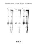 APPARATUSES FOR REAL-TIME, SINGLE MOLECULE SEQUENCE DETERMINATION diagram and image