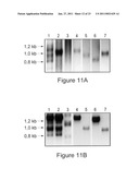 Renoprotection by growth hormone-releasing hormone and agonists diagram and image