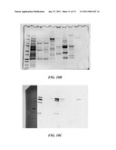 MANUFACTURE OF FACTOR H (FH) AND FH-DERIVATIVES FROM PLASMA diagram and image