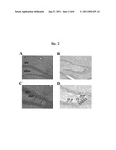 COMPOSITION FOR PREVENTING OR TREATING BRAIN DISEASES diagram and image