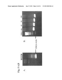 Gene Defects And Mutant ALK Kinase In Human Solid Tumors diagram and image