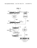 TRANSGENIC SILKWORM CAPABLE OF PRODUCING ANTIBODY AND METHOD FOR PRODUCTION THEREOF diagram and image