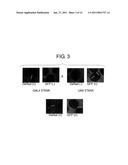 TRANSGENIC SILKWORM CAPABLE OF PRODUCING ANTIBODY AND METHOD FOR PRODUCTION THEREOF diagram and image