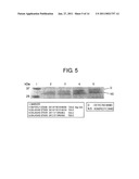 TRANSGENIC SILKWORM CAPABLE OF PRODUCING ANTIBODY AND METHOD FOR PRODUCTION THEREOF diagram and image