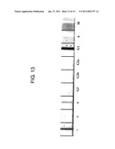 TRANSGENIC SILKWORM CAPABLE OF PRODUCING ANTIBODY AND METHOD FOR PRODUCTION THEREOF diagram and image