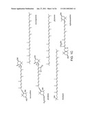 PRODUCTION OF CAROTENOIDS IN OLEAGINOUS YEAST AND FUNGI diagram and image