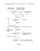 PRODUCTION OF CAROTENOIDS IN OLEAGINOUS YEAST AND FUNGI diagram and image