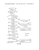 PRODUCTION OF CAROTENOIDS IN OLEAGINOUS YEAST AND FUNGI diagram and image