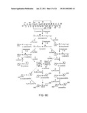 PRODUCTION OF CAROTENOIDS IN OLEAGINOUS YEAST AND FUNGI diagram and image