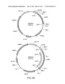 PRODUCTION OF CAROTENOIDS IN OLEAGINOUS YEAST AND FUNGI diagram and image