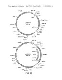 PRODUCTION OF CAROTENOIDS IN OLEAGINOUS YEAST AND FUNGI diagram and image