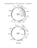 PRODUCTION OF CAROTENOIDS IN OLEAGINOUS YEAST AND FUNGI diagram and image