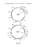 PRODUCTION OF CAROTENOIDS IN OLEAGINOUS YEAST AND FUNGI diagram and image