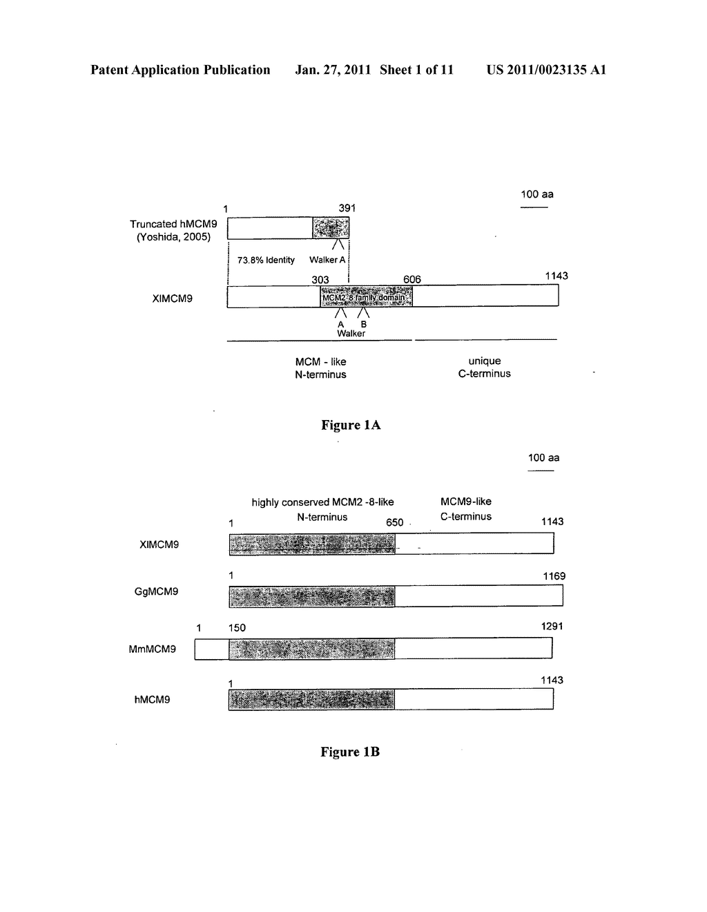 USE OF A NEW GENE CODING FOR A NEW MEMBER OF THE MCM2-8 FAMILY IN PHARMACEUTICAL COMPOSITIONS - diagram, schematic, and image 02