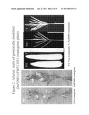 METHODS FOR IMPROVING CROP PLANT ARCHITECTURE AND YIELD diagram and image