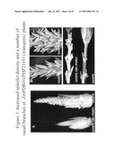 METHODS FOR IMPROVING CROP PLANT ARCHITECTURE AND YIELD diagram and image