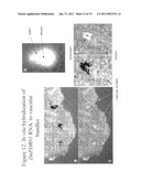 METHODS FOR IMPROVING CROP PLANT ARCHITECTURE AND YIELD diagram and image