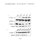 SUBSTANCE FOR OBTAINING HIGHLY EFFECTIVE TUMOR MEDICATIONS AS WELL AS A PROCESS diagram and image