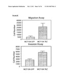 TAZ/WWTR1 FOR DIAGNOSIS AND TREATMENT OF CANCER diagram and image