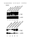 TAZ/WWTR1 FOR DIAGNOSIS AND TREATMENT OF CANCER diagram and image