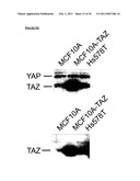 TAZ/WWTR1 FOR DIAGNOSIS AND TREATMENT OF CANCER diagram and image