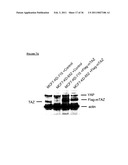 TAZ/WWTR1 FOR DIAGNOSIS AND TREATMENT OF CANCER diagram and image