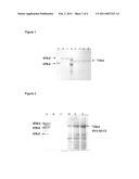 Skincare Composition Comprising HSA Fusion Protein, Preparation Method And Uses Thereof diagram and image