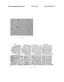 PHARMACEUTICAL COMPOSITION FOR USE IN THE TREATMENT OR PREVENTION OF OSTEOARTICULAR DISEASES diagram and image