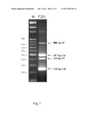 NOVEL BACILLUS THURINGIENSIS STRAIN FOR INHIBITING INSECT PESTS diagram and image