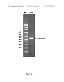 NOVEL BACILLUS THURINGIENSIS STRAIN FOR INHIBITING INSECT PESTS diagram and image