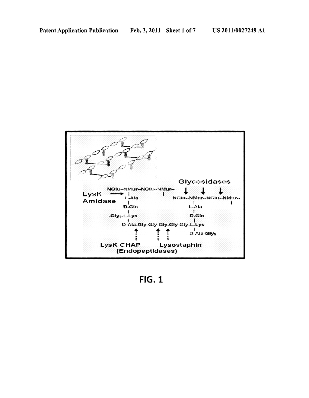 Fusion of Peptidoglycan Hydrolase Enzymes to a Protein Transduction Domain Allows Eradication of both Extracellular and Intracellular Gram Positive Pathogens - diagram, schematic, and image 02